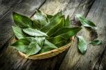Manfaat Luar Biasa Daun Salam untuk Kesehatan Rahasia Kesehatan Tersembunyi dari Dapur